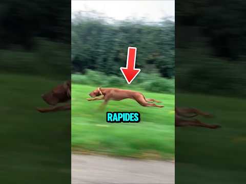 Les chiens les plus rapides au monde !😱