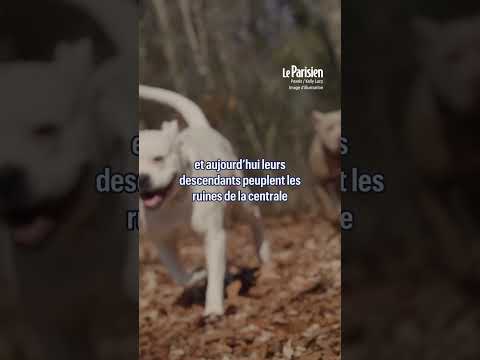 Les chiens qui vivent à Tchernobyl ont muté génétiquement