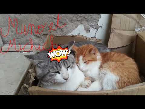Les deux chats en colère