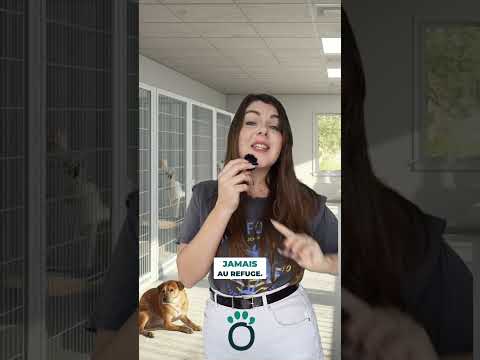 Les étapes pour adopter un chien en refuge :