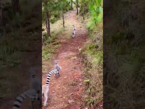 Les lémuriens vivant librement à Madagascar #voyage