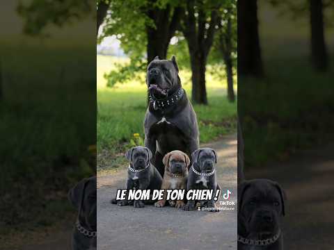 Les meilleurs nom de chiens pour 2024 ! ✨️ #chien #chiot #adoption #canin #animauxdecompagnie