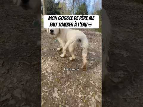 LES PIRES PARENTS 😡 #amour #goldenretriever #chien #humour #puppy #chiots