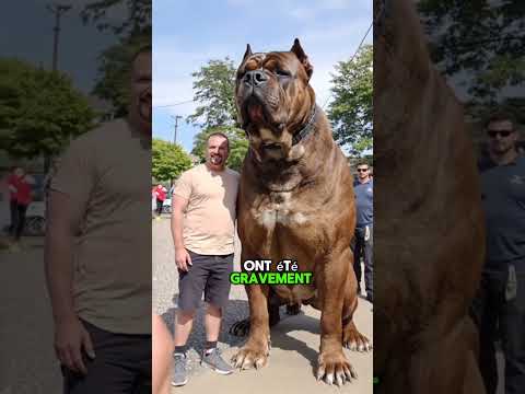 Les trois races de chiens les plus dangereuses que tu ne devrais jamais posséder.