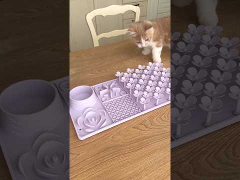 Lick mat time for Bubu🪻 #animalshorts #cat #pets #cuteanimals