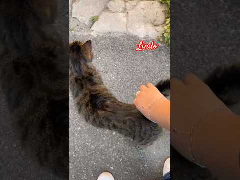 lindo gatito callejero #cute cat gatos #pets #shorts vir animals natural #puppy dog perrito gatinhos
