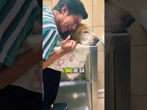 Lorsqu’un Chien fait ses adieux, il va faire ça … #chien