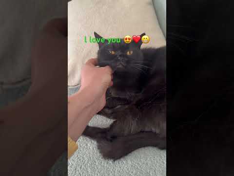 Love❤️😍 #catlife #cat #prettycat #funny #prettyfunny #kitten #cute #pets #cutecat #funnycats #kitty