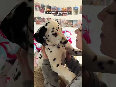 Ma vie depuis que j'ai adopté un chien #pourtoi #foryou