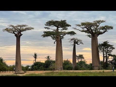 Madagascar 1ère partie -De Tananarive à Morondava