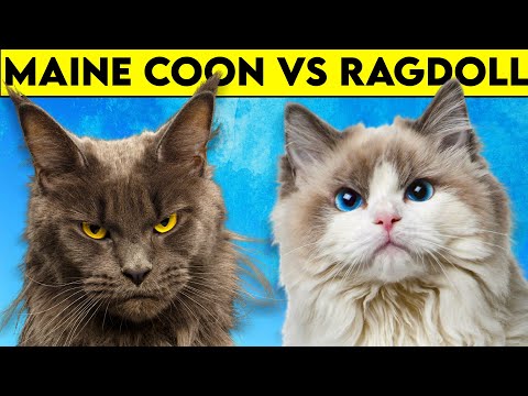 Maine Coon Cat vs Ragdoll Cat – As DIFFERENT As They Can Get!