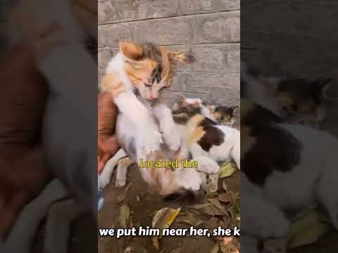 Mama cat being aggressive to kittens #animal #pets #cat