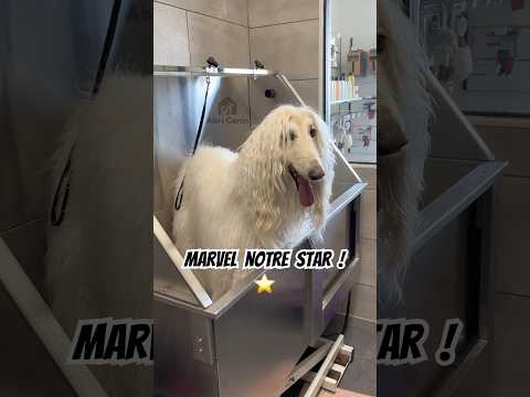 Marvel notre star ! ⭐️ #toilettage #chien #dog #grooming #hairgrowth