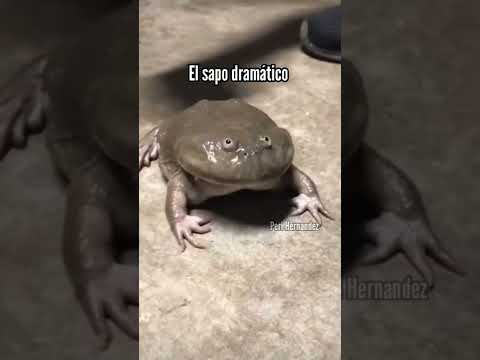 Mascotas que rompieron el sistema parte 3.