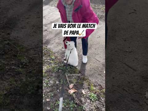 Masterclass du daron 🏆🏆 #chien #animaux #goldenretriever #amour