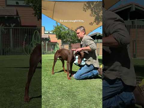Matt Damon and His Wife Keep Bringing Home Rescue Animals From Vacation | The Dodo