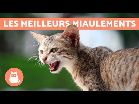 Meilleures VIDÉOS de CHAT QUI MIAULENT🐱🐾 Chat qui MIAULE en colère, heureux et drôle !