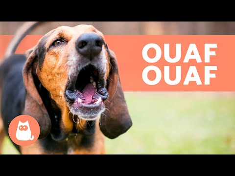 Meilleures vidéos de CHIENS QUI ABOIENT FORT 🐶🔊 Aboiements de chiens les plus DRÔLES !