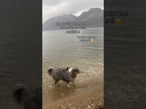 Mélody vous emmène en balade sous la pluie !! 😂 #chien #animal #bergeraustralien #dog