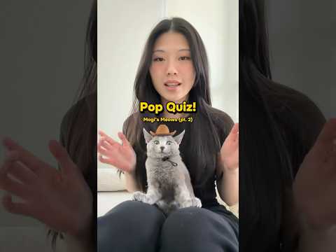 Meow translation challenge! #cat #kitten #catvideos #pets #cats #cutecat