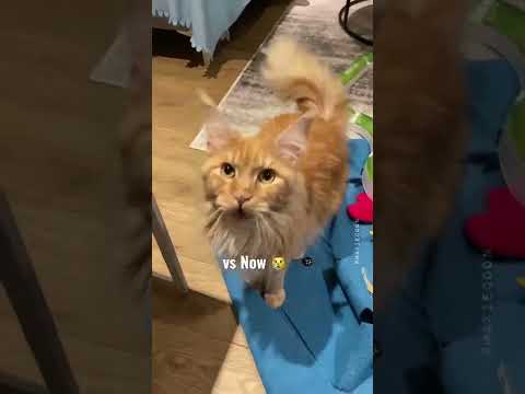 Meowing Maine Coon kitten vs Adult Cat 😸🧡 #meow #cutecat