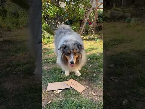 Mes chiens choisissent le programme du jour et je m’exécute 🤣 #chien #bergeraustralien #animal