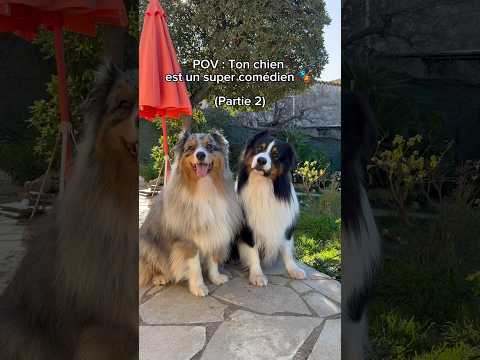 Mes chiens sont des comédiens 🤣 #chien #animal #bergeraustralien