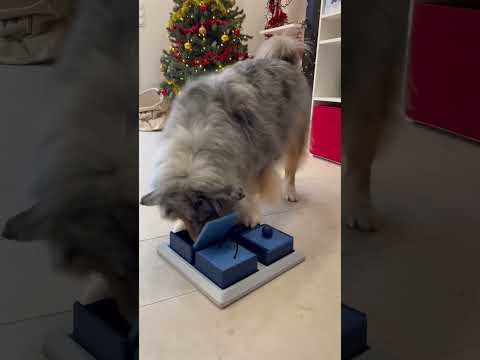 Mes chiens sont intelligents ? Version Mélody #chien #animal #intelligence #dog