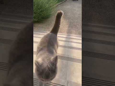 mettez ce son pour que votre chat vienne vous faire un câlin 🤗🤣 #cats #cute