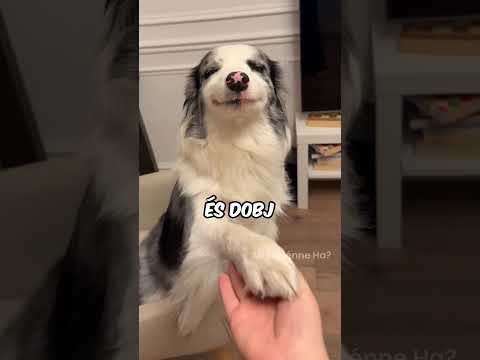 Mi történik, ha egy kutya elveszti a bajszát! 🐶🥺 #dog #animal #magyar