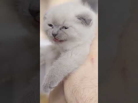 Miaulement De Chat ❤️ Abonne toi ❤️ Bruit de Chat adorable Chaton qui Miaule