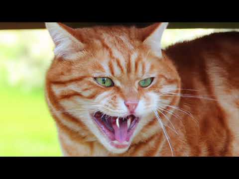 MIAULEMENT DE CHAT EN COLÈRE !! CHAT MECHANT