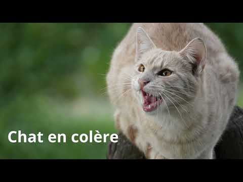 miaulement de chat en colère effet sonore gratuit