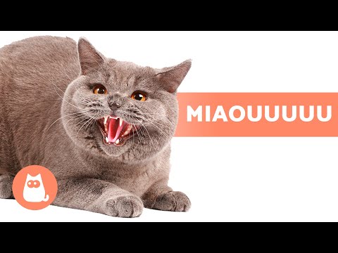 MIAULEMENTS de CHATS EN COLÈRE😾🔊 CHATS qui MIAULENT FORT !