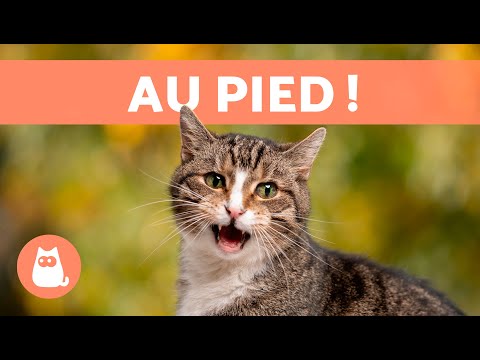Miaulements pour ATTIRER LES CHATS 🐱🔊 (Bruits pour que votre chat VIENNE)