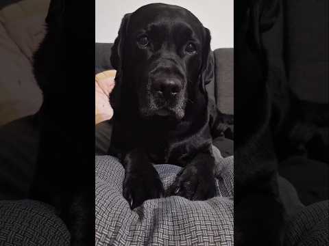 moche #triste #chien #animaux #animal #love #amour #bisous #toutou #goat #cute #bg #labrador #fyp