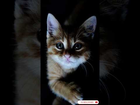 Mom Cat Calling her Kittens, Mother Cat Calling for her Kittens, Cat Calling her Kittens #shorts