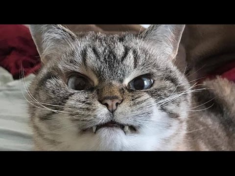 Mon chat en colère – Pas drôle