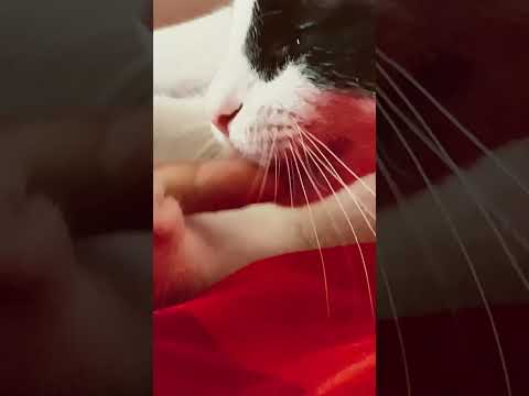 Mon chat en colère