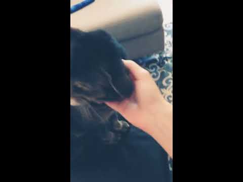 Mon chat est en colère 😡