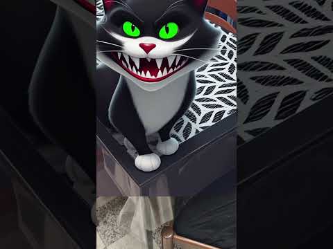 mon chat Igor se met en colère 😁 abonnez-vous suivez mes aventures ##animals #chat