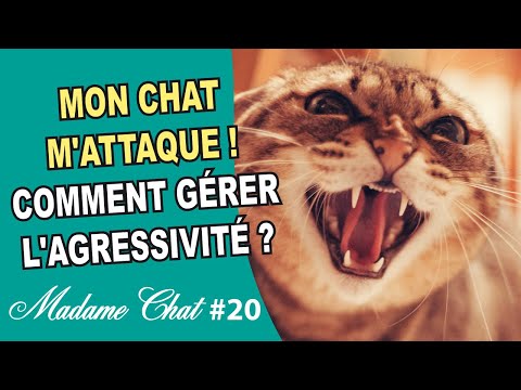 Mon chat m'attaque : gérer l’agressivité