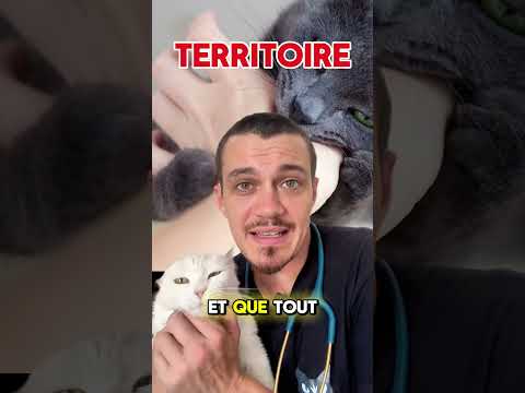 Mon chat m'attaque ! voici pourquoi ? 🙀🐾
