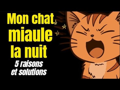 Mon chat miaule la nuit : 5 raisons et solutions