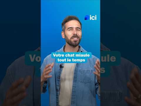 Mon chat miaule tout le temps : les conseils d'un vétérinaire pour comprendre et agir 🐱