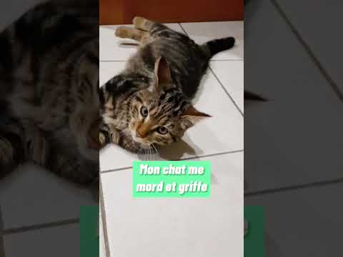 Mon chat mord et griffe