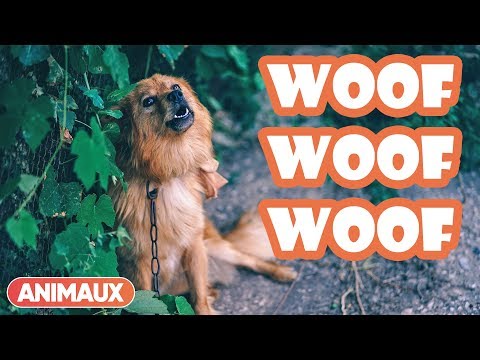 Mon chien aboie après TOUT CE QUI BOUGE ! – explications de Laetitia Barlerin