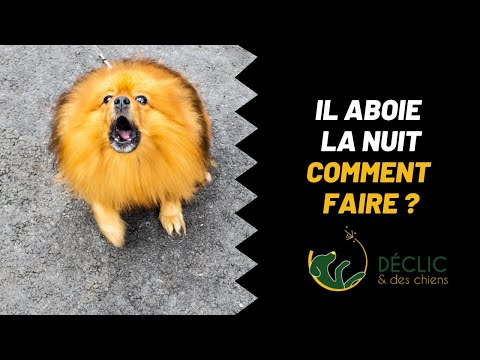 Mon chien aboie la nuit, comment faire pour que ça cesse ?