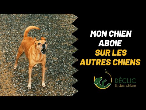 Mon chien aboie sur les autres chiens en promenade