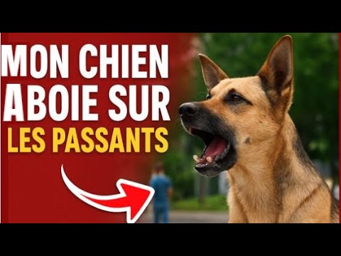 Mon chien aboie sur les passants : causes et solutions détaillées